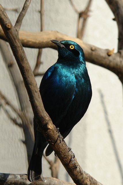 Iridescent Blue Bird by itchydogimages, via Flickr Iridescent Bird, Iridescent Blue, Black Bird, Love Birds, Blue Bird, Dinosaurs, Photo Sharing, Nature Photography, Birds