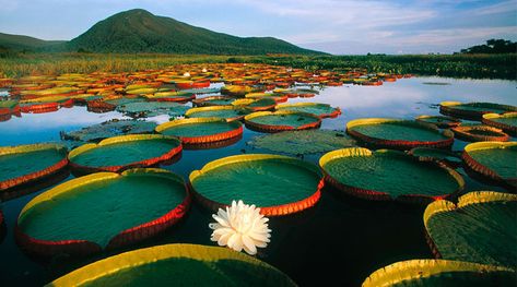 Rainforest Animals, Brazil Travel, Amazon Rainforest, Water Lily, Water Lilies, Places Around The World, National Geographic, Beautiful World, Wonders Of The World