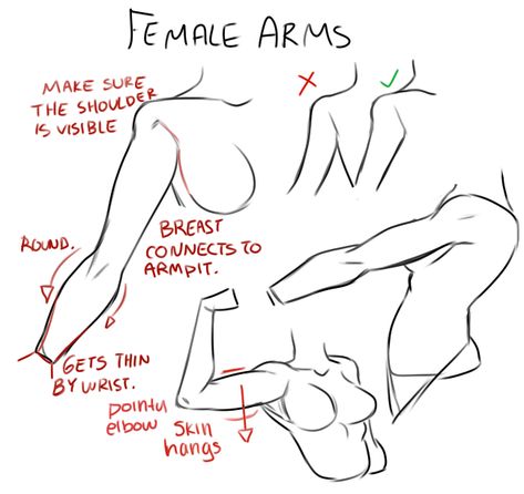 Female Arms, Arm Anatomy, Arm Drawing, Female Anatomy Reference, Anatomy Tutorial, Výtvarné Reference, Human Anatomy Drawing, Body Drawing Tutorial, Human Anatomy Art