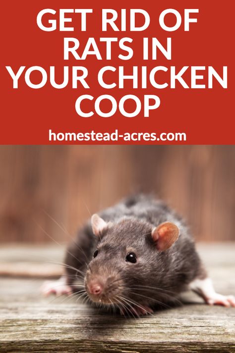 I love these easy ways to get rid of rats in your chicken coops and keep them out! These simple tips will help you keep your chickens safe from nasty rodents that will steal eggs and kill chicks. #rodents #rats #keepingchickens #homesteadacres Cool Doodle Ideas, Get Rid Of Rats, Killing Rats, Rat Infestation, Getting Rid Of Rats, Meat Birds, Raising Chicks, Chicken Pen, Chicken Coup