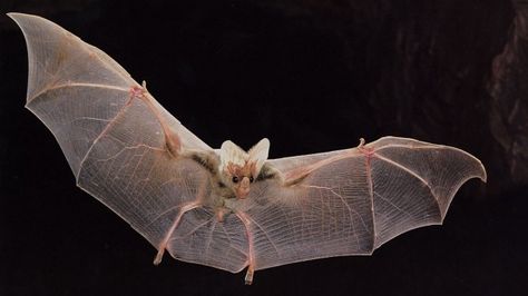 Beautiful "ghost-like" appearance: a ghost bat in flight.. Scary Names, Frickin Bats, Bat Photos, Bat Species, Bats Flying, Bat Flying, Ghost Bat, Vampire Bat, A Wing