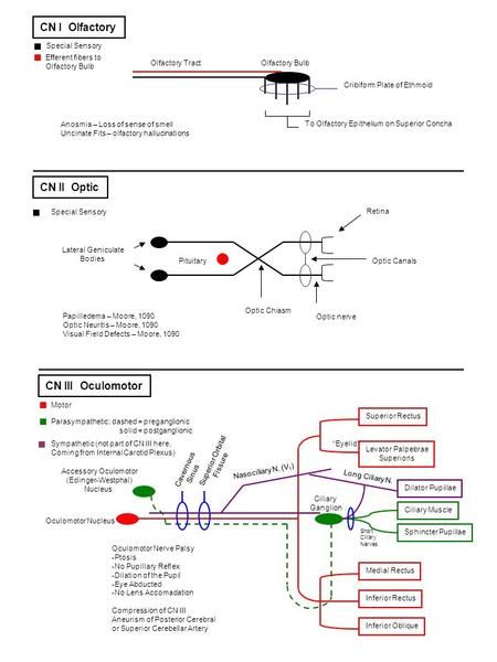 Olfactory Nerve Pathway, Oculomotor Nerve, Nerve Anatomy, Physical Therapy School, Mcat Study, Biology Science, Facial Nerve, Optic Nerve, Cranial Nerves