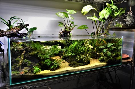 Shallow Aquarium update continued – The Mossy Blogster Shallow Aquarium, Biotope Aquarium, Fish Aquarium Decorations, Aquarium Garden, Amazing Aquariums, Fish Tank Terrarium, Fish Tank Design, Aquascape Design, Indoor Water Garden