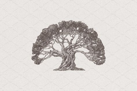 Illustration of an old olive tree by Alexandr Bakanov on @creativemarket Old Tree Tattoo, Olive Tree Tattoo, Olive Tree Tattoos, Old Olive Tree, Tree Tat, Circular Tattoo, Oak Tree Tattoo, Genesis 2, Tree Sketches