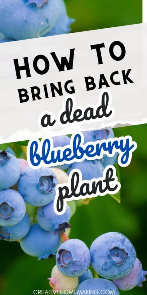 Propagate Blueberry Bush, When To Plant Blueberries, How To Propagate Blueberry Bushes, Pink Lemonade Blueberry Bush, Where To Plant Blueberry Bushes, Blueberry Bushes Growing, Blueberry Plants Gardening, Pruning Blueberries, Blueberries Plant