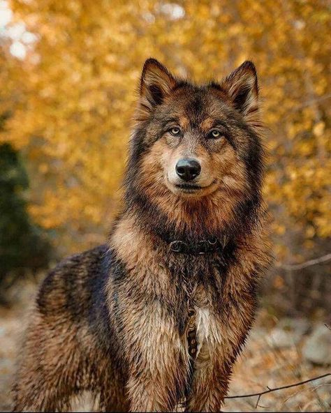 Wolfdog Hybrid, Wolf Poses, Baby Wolves, Wolf Hybrid, African Wild Dog, Wolf Photos, Pretty Dogs, Kittens And Puppies, Pretty Animals