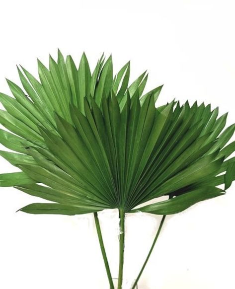 KING Size Green Sun Palm Stems Big Dried Palm Leaf Dried Fan Palm Tropical Decor DIY Dried Floral Arrangements Large Natural Palms - Etsy Dried Fan Palm, Dried Floral Arrangements, Winter Planter, Fan Palm, Diy Arrangements, Floral Arrangements Diy, Palm Fronds, Dried Floral, Dried Flower Arrangements