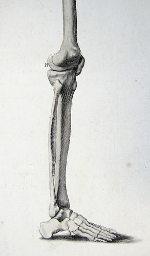 Bones of the thigh, leg and foot | por liverpoolhls Leg Bones Drawing, Leg Bones Anatomy, Human Skeleton Anatomy, Skeleton Anatomy, Leg Bones, Skeleton Drawings, Human Anatomy Drawing, Human Skeleton, Human Anatomy Art