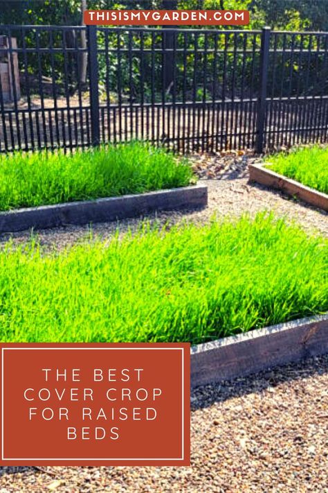 Three raised bed garden boxes that are growing cereal oats as a cover crop. From thisismygarden.com. Greenhouse Cover For Raised Bed, Best Cover Crop For Raised Beds, Cover Crops For Raised Beds, Cover Crops For Gardens, Growing Oats, Planting Grass Seed, Row Gardening, Cottagecore Farm, Farm Dream