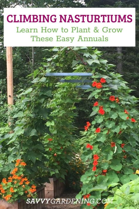 Climbing Nasturtium: How to Grow This Colorful Annual Vine Climbing Nasturtium In Pots, Nasturtiums In The Garden, Nasturtium Climbing, Nasturtium Vine, Climbing Vegetable Plants, Nasturtium Garden, Indoor Climbing Plants, Facts About Plants, Desert Bloom