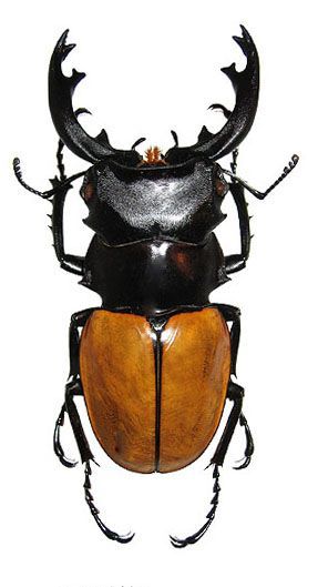 Rhino Beetle, Beetle Art, Cool Insects, Bug Collection, Beetle Insect, Insect Collection, Cool Bugs, Bug Art, Stag Beetle