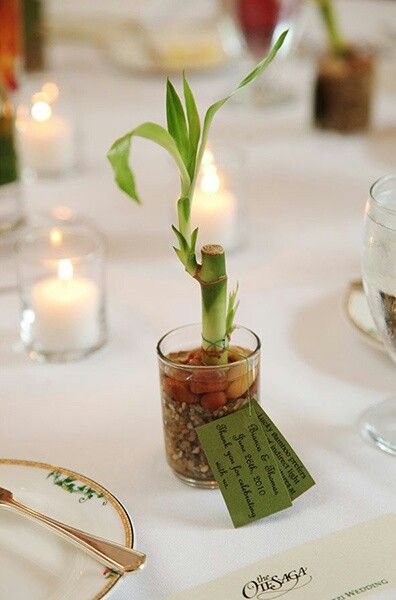 Cute Bamboo Bamboo Party Favors, Bamboo Table Decor, Asian Party Themes, Baby Shower Favors For Guests, White Tablescape, Baby Shower Favours For Guests, Lucky Bamboo Plants, Plant Party, Bamboo Plant