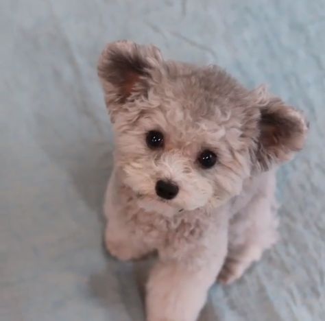 Pomeranian Poodle - Pompoo. Pompoo Dogs, Pomeranian Poodle, Dog Mama, Toy Poodle, Cute Animals, Dogs, Animals