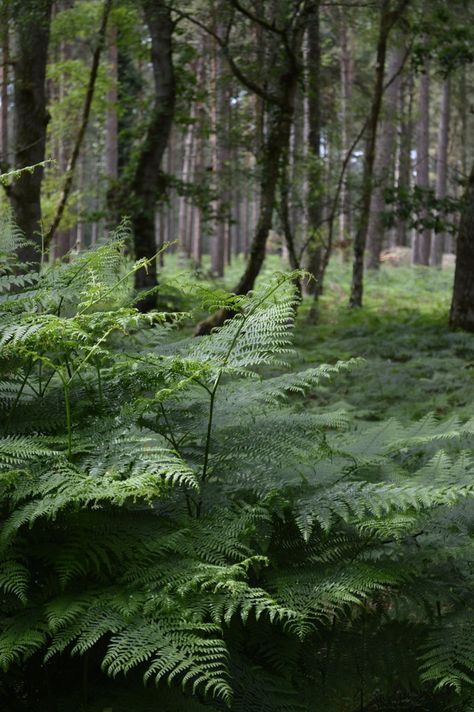 crispacristata:  § Pteridium aquilinum :  Fougère-Aigle ou Grande Fougère - Bracken or Eagle fern - Helecho águila - Felechu - Fento  - Felce aquilina - Adlerfarn. Division : Pteridophyta - Classe : Filicopsida/Pteridopsida - Ordre : Polypodiales/Dennstaedtiales - Famille : Dennstaedtiacées, Dennstaedtiaceae - Genre : Pteridium. Fern Forest, Forest Cottage, Woodland Plants, Forest Floor, New Forest, Walk In The Woods, Bob Ross, Cabins In The Woods, Enchanted Forest