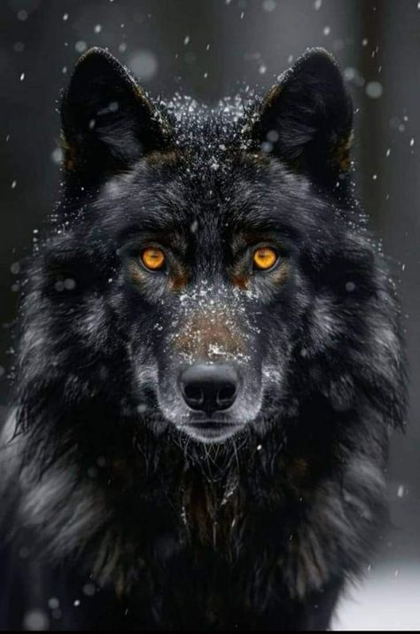 Black Wolf Aesthetic, Speakeasy Vibes, Pictures Of Wolves, Colorado Wildlife, Autumn Bridge, Black Wolves, Wolf Clothing, Wolf Black, Shadow Wolf