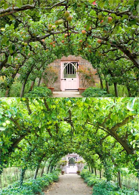 Create a productive garden with espalier fruit trees & flower shrubs: best varieties, training ideas, design patterns, how-to tutorials, etc! - A Piece of Rainbow, kitchen garden, edible gardening ideas, small space tips, grow your own food, backyard orchard, homestead, homesteading, spring, summer Home Fruit Orchard, Fruit Tree Orchard Layout, Front Yard Fruit Trees Landscaping, Fruit Trees Backyard Design, Fruit Tree Layout, Small Orchard Layout, Orchard Aesthetic, Garden With Fruit Trees, Fruit Garden Design