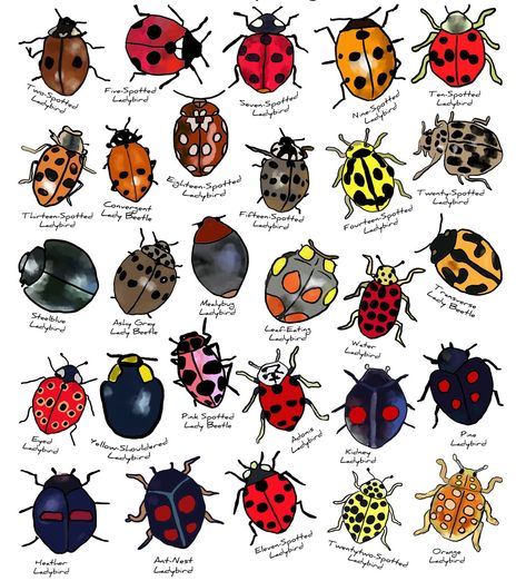 Types Of Ladybugs, Ladybug Types, Ladybug Drawing Insects, Ladybug Insect Illustration, Ladybug Wallpaper Insects, Ladybird Illustration, Ladybug Illustration, Ladybug Drawing, Bugs Art