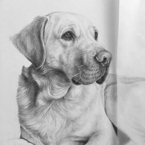 Labrador Portrait, Labrador Sketch, Lab Drawing, Labrador Drawing, Dog Pencil Drawing, English Labrador, Buddhist Art Drawing, Pet Artist, Dog Portraits Art