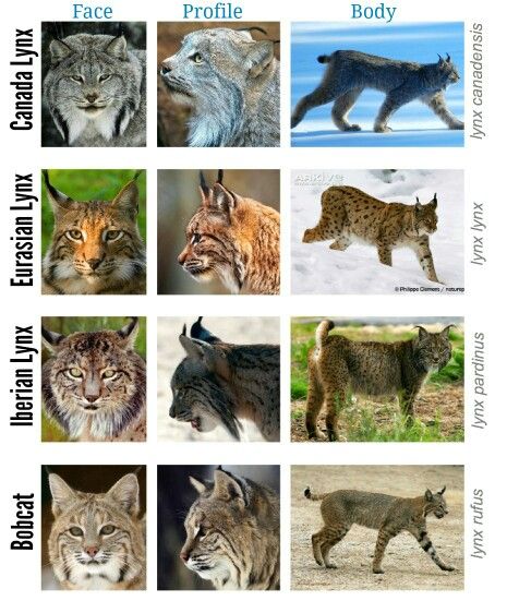 4 types of lynx Wild Cat Species, Iberian Lynx, Canada Lynx, Animal Infographic, Eurasian Lynx, Cat Species, Comparison Chart, Cat Reference, Big Cats Art