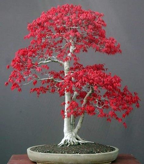 Exotic Plants Acer palmatum - Arce japonés - Bonsai - 10 Semillas: Amazon.es: Hogar Red Maple Bonsai, Maple Tree Seeds, Japanese Maple Bonsai, Maple Seeds, Japanese Red Maple, Maple Bonsai, Red Maple Tree, Orchid Seeds, Indoor Tree