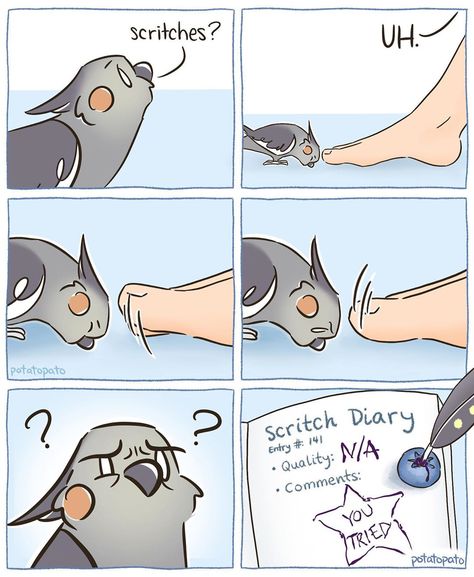 i tried . . . . . #cockatiel #cockatielsofinstagram #bird #birds #birb #comic #comics #art #drawing #potatopato Cockatiel Care, Bird Meme, Hello Photo, Conure Parrots, Funny Animals With Captions, Funny Parrots, Ground Zero, Sailor Jerry, Funny Birds