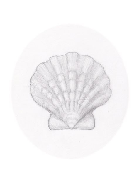 Clam Sketch, Sea Shell Drawing Simple, Clam Shell Drawing, Conch Shell Drawing, Clam Drawing, Shells Drawing, Shell Drawing, Shell Tattoos, Stencil Patterns