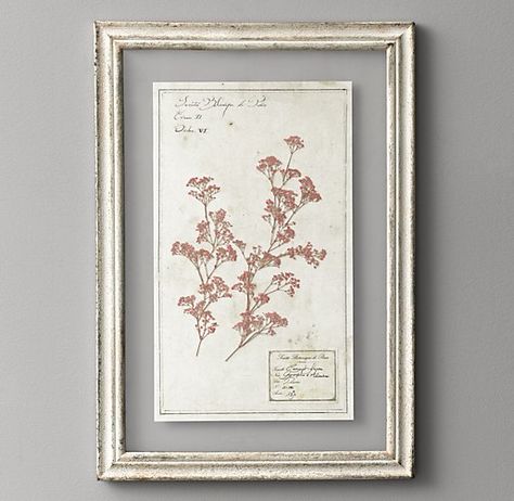 pressed botanical art - RH Pressed Botanical Art, Flooring On Walls, Low Maintenance Garden Design, Luxury Nursery, Restoration Hardware Baby, Pressed Botanicals, White Chrysanthemum, Rh Baby, The Victorian Era