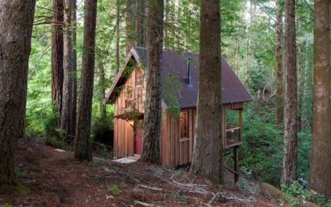 Add this cabin deep in a redwood forest to your must-visit list - Cottage Life Small House Bliss, Camping Lake, Eco Construction, Contemporary Cabin, Little Cabin In The Woods, Camping Cabins, Redwood Trees, Mendocino Coast, Tiny Houses For Rent