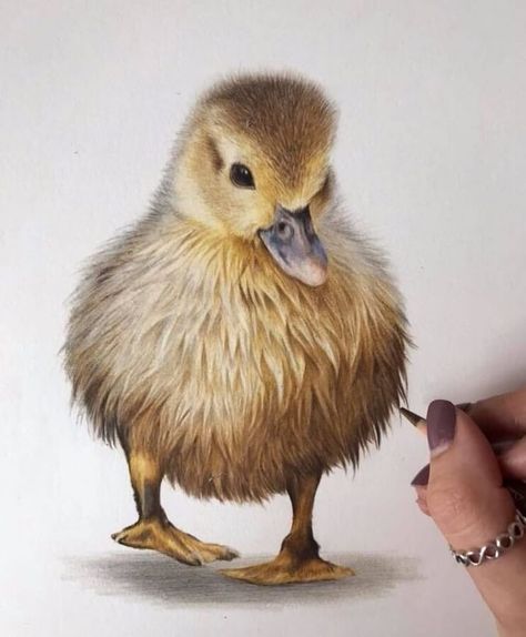 animal pencil drawing Cute Drawings Love, Simple Cute Drawings, Easy Cute Drawings, Cute Drawings Simple, Realistic Animal Drawings, Colored Pencil Art Projects, Boho Art Drawings, Animal Drawings Sketches, Duck Art