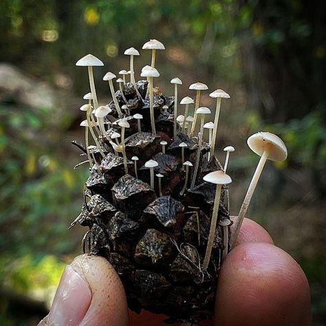 Mushroom Plant, Mushroom Pictures, Growth And Decay, Tiny Mushroom, Mushroom Fungi, Nature Artwork, One With Nature, Mushroom Art, Make Friends