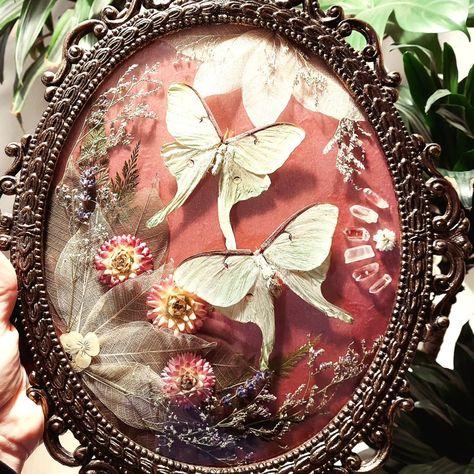 #lunagang art collab! This was such a fun challenge! This vintage Italian bubble frame contains two gorgeous luna moths, lots of dried flowers, and crystals. #lunamoth #vintagestyle #bubbleframe #mothart #insecttaxidermy #insectart #butterflyart #cottagecore #moodydecor #witchyvibes #driedflowerart #crystals #lunagang Framed Bugs, Luna Moths, Flowers And Crystals, Taxidermy Display, Art Collab, Framed Butterfly, Insect Taxidermy, Moody Decor, Moth Art