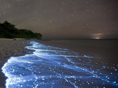 Glowing algae are placed in the group pyrrophyta and are known as dinoflagellates. It's look like a glowing sea. جزر المالديف, Bioluminescent Bay, Road Trip Places, Sea Of Stars, Mysterious Places, Porto Rico, Beaches In The World, Krabi, The Night Sky