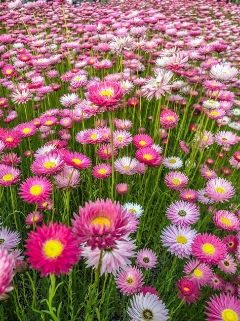 Australian Spring Flowers, Wild Flowers Australia, Straw Flower Painting, Australian Wild Flowers, Zinnia Varieties, Allotment Flowers, Everlasting Daisy, Paper Daisy Flower, Spring Australia