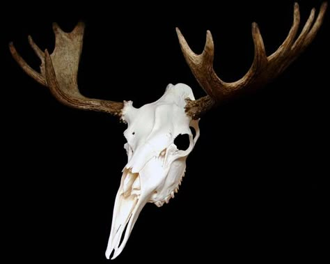 Moose Reference, Doctor Oc, Moose Skull, Dnd Oc, Flash Ideas, Skull Reference, Bull Moose, Moose Antlers, Animal Skull