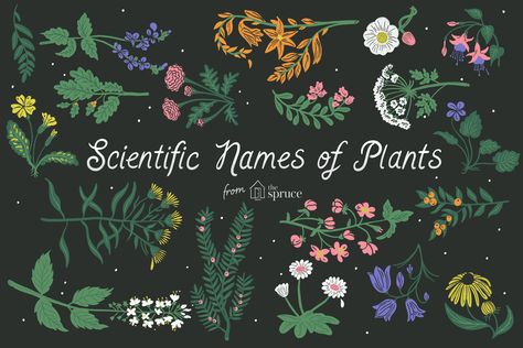 Search this A-Z database of scientific names of plants to research specimens to grow. Using the binomial system provides more clarity. Names Of Plants, List Of Flowers, Australian Plants, Plant Projects, Scientific Name, Flower Names, Plant List, Botanical Drawings, Plant Species