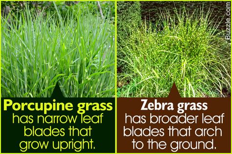 Both zebra grass and porcupine grass are cultivars of the same species and they look similar. Here are some tips to distinguish between these two popular ornamental grass varieties. Porcupine Grass Plants, Zebra Grass In Pots, Porcupine Grass Landscaping, Zebra Grass Landscaping Garden Ideas, Zebra Grass Plant, Zebra Grass Landscaping, Grass Species, Front Yard Landscape, Edible Landscape