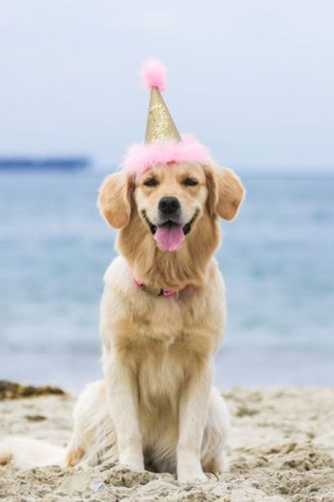 An outdoor dog party makes a lot of sense. In fact, a dog beach party is where the real fun is at. Let them run to their hearts content and tire them out before it's doggy birthday cake time. #dogparty #dogsoutdoors #dogsinnature #dogsatthebeach #beachdog #beachdoglife #dogpartyideas #dogbirthdaycake #dogbirthdayparty #poochandpoodle Outdoor Pet Gate, Dogs At The Beach, Outdoor Dog Area, Doggy Birthday, Preppy Dog, Outdoor Dog Bed, Dog Birthday Cake, Dog Area, Dog Camping