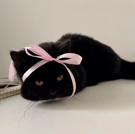 Kitten With Bow, Black Kitten, Black Cat, Kitty, Pink, Black