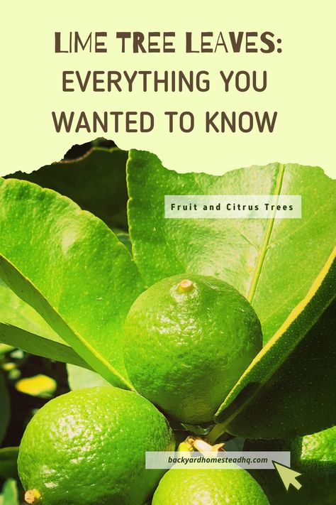 Lime Leaves Uses, Mexican Lime Tree, Key Lime Tree, Lime Trees, Growing Calendar, Lime Leaves, Finger Lime, Gardening Vegetables, Healthy Superfoods