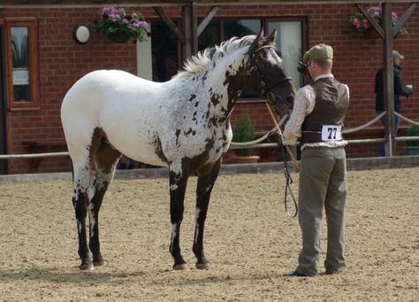 L’Appaloosa Britanique - Un Appaloosa Britanique au modèle Unique Horses, Ranch Riding, Horse Markings, Horse Coat Colors, Horse Inspiration, Horse Boarding, Appaloosa Horses, Most Beautiful Horses, Pretty Animals