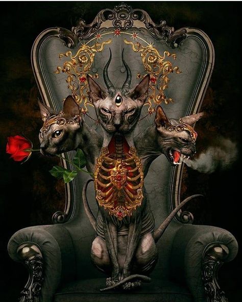 Natalie Shau, Chat Sphynx, Bizarre Photos, Horror Vintage, Dark Grunge, Mystical Art, Fantasy Fairy, Shadow Work, Sphynx