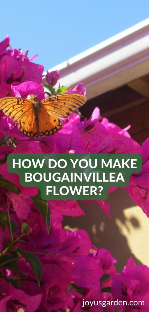 Types Of Bougainvillea, Climbing Bougainvillea Trellis, Bougainvillea Trellis Ideas, Bouganvilla Care How To Grow, Boganvila Plant, Bouganvilla Landscaping, Bougainvillea Planting Ideas, Bougainvillea Tattoo, Climbing Bougainvillea