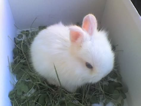 Cute Bunnies, Baby Bunnies, Little Animals, White Rabbit, Cute Pets, Cute Little Animals, Cute Bunny, Adorable Animals