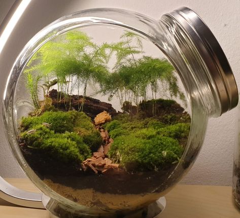 Forest terrarium. Complete guide • Nikanatur mini-biospheres Biosphere Ecosystem, Forest Terrarium, Asparagus Plant, Forest Ecosystem, Moss Terrarium, Garden Terrarium, Terrarium Plants, Dark Places, All About Plants