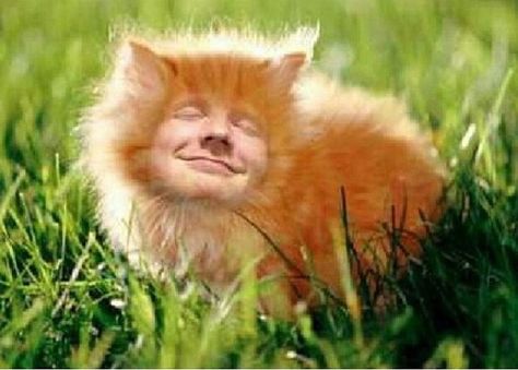 Ed Sheeran cat!! Lololololololol Ed Sheeran Cat, Ed Sheeran, I Feel Good, Just Amazing, Feel Good, Ginger, Fox, Celebrities, Funny