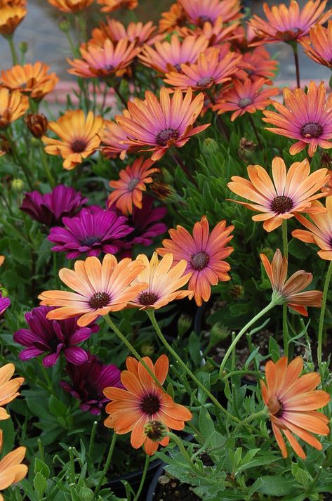 Osteospermum ecklonis, Astra ‘Orange Sunrise’, ‘Terra Cotta’, & ‘Serenity Bronze’ Osteospermum Garden Ideas, Osteospermum Flowers, Jewel Garden, Orange Sunrise, African Daisy, Garden Plant Pots, Container Gardening Flowers, Garden Plans, Side Garden