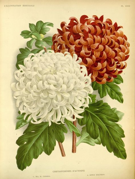 When To Plant Seeds, Antique Wall Art, Vintage Gardening, Flower Art Print, Illustration Botanique, Botanical Art Prints, Chrysanthemum Flower, Etsy Art Prints, Postcard Printing