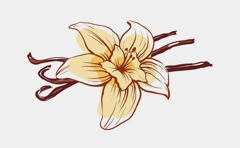 Vanilla Bean Flower Tattoo, Vanilla Flower Tattoo, Vanilla Drawing, Vanilla Tattoo, Vanilla Flower, Orchid Drawing, Food Tattoos, Pumpkin Vector, Cake Logo Design