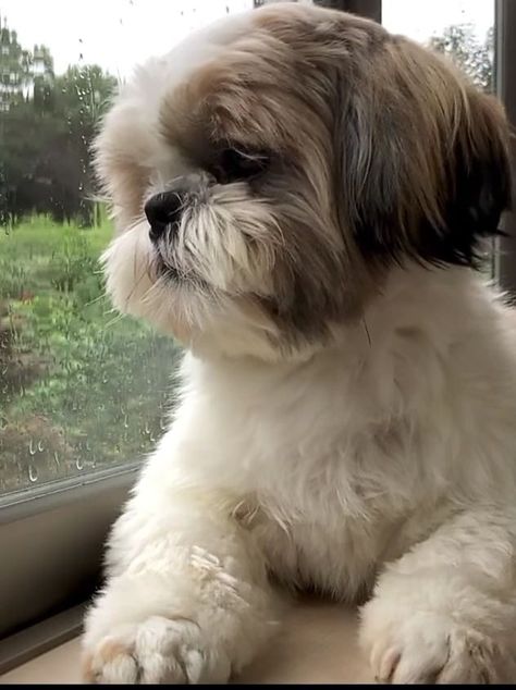 Cute Dogs Shih Tzu, Cute Shih Tzu Wallpaper, Shiz Tzu Puppy, Shi Tzu Hairstyles Short, Shihtzu Haircut Short, Cute Shitzu Puppies, Shitsu Dog, Shih Tzu Aesthetic, Shi Tzu Dog