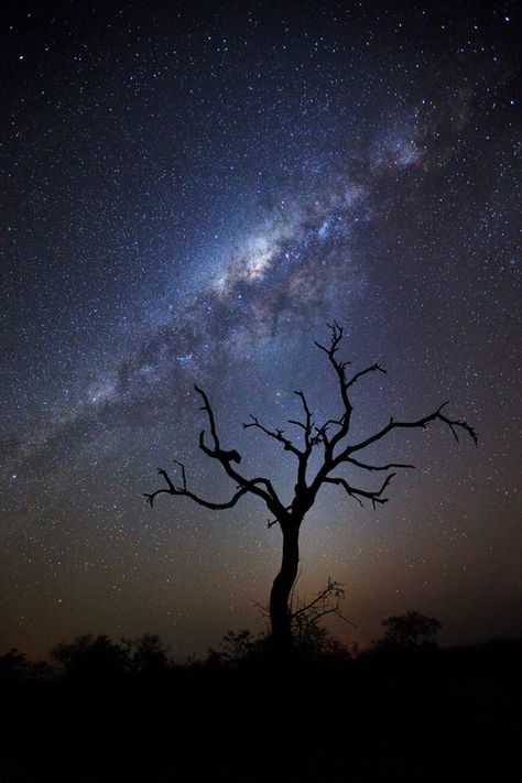 Night Sky With Stars, Sky With Stars, Milkyway Galaxy, Peaceful Night, Lone Tree, Starry Nights, Milky Way Galaxy, The Milky Way, To Infinity And Beyond